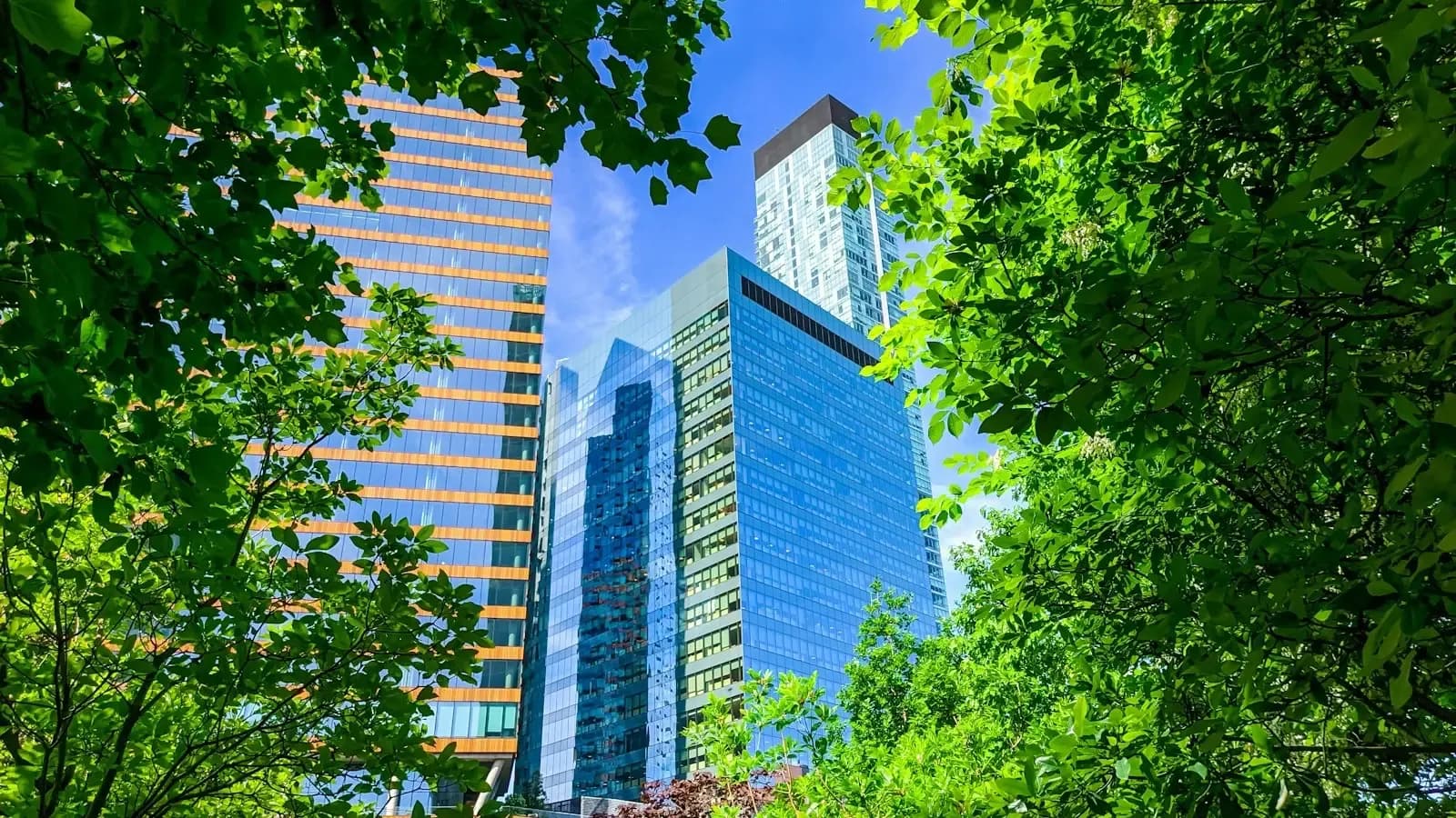 Glass office towers framed by trees